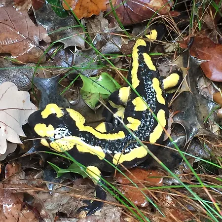 Hébergement de vacances Le Blanc Versols-et-Lapeyre