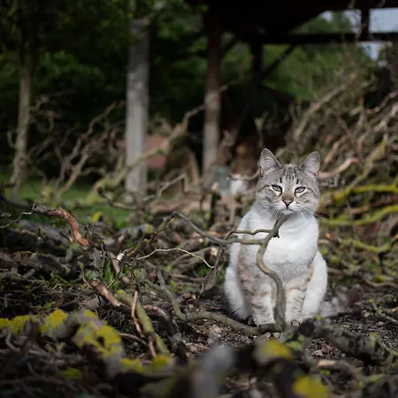 Hébergement de vacances Le Blanc Versols-et-Lapeyre