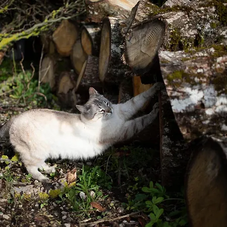 Le Blanc Vakantiehuis *