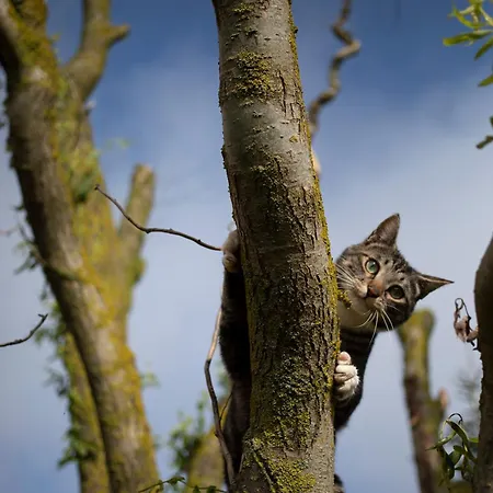 Le Blanc * Versols-et-Lapeyre