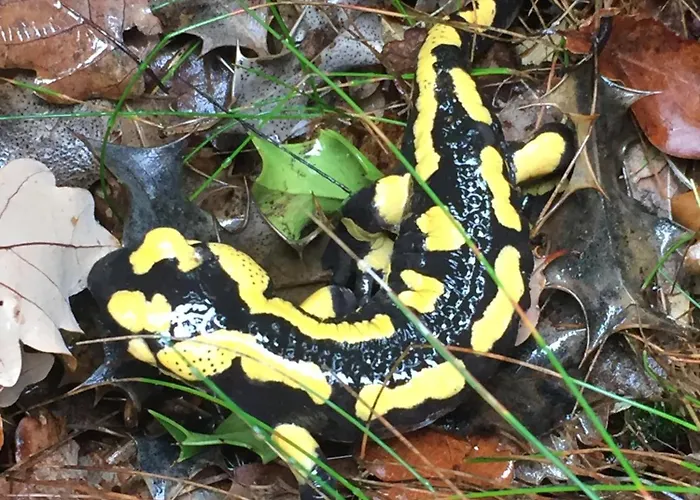 度假居 Le Blanc Versols-et-Lapeyre