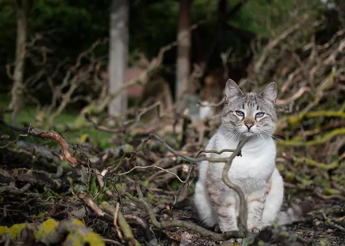 度假居 Le Blanc Versols-et-Lapeyre