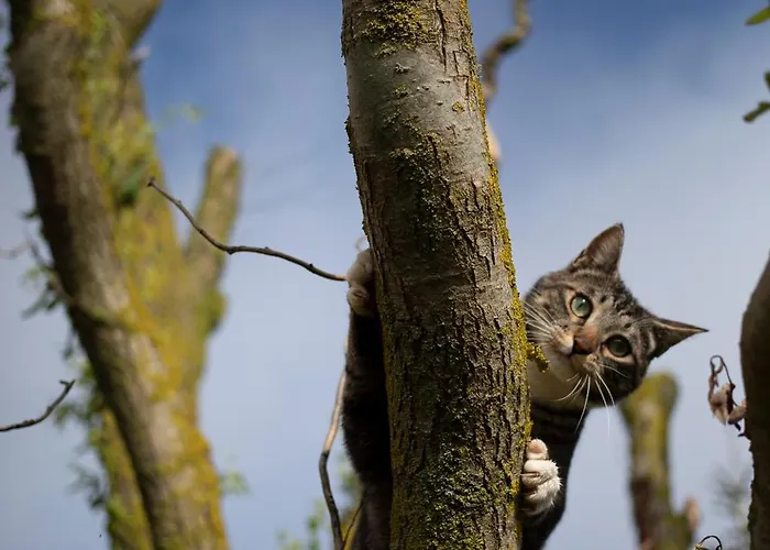 Le Blanc * Versols-et-Lapeyre
