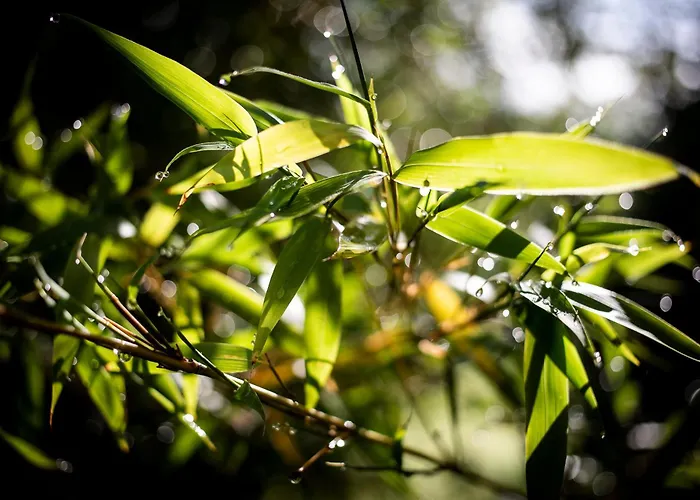 Le Blanc * Versols-et-Lapeyre